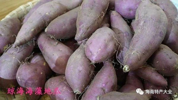 海南常见的地瓜品牌介绍，你都吃过哪些？