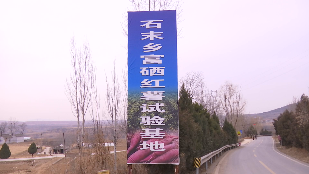 胶州富硒地瓜