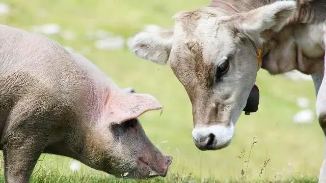 羊肉补铁吗(羊肉补铁效果好吗)-硒宝网