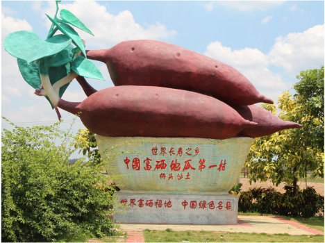 富硒地瓜澄迈