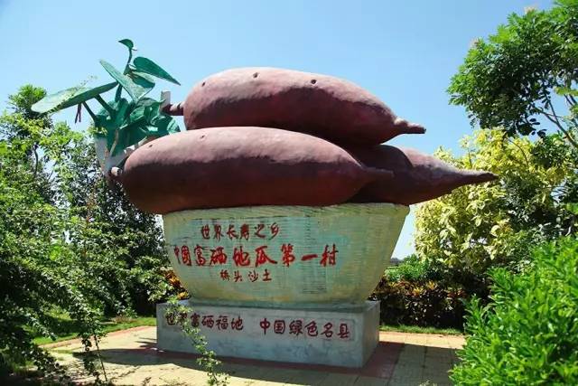 富硒地瓜需要