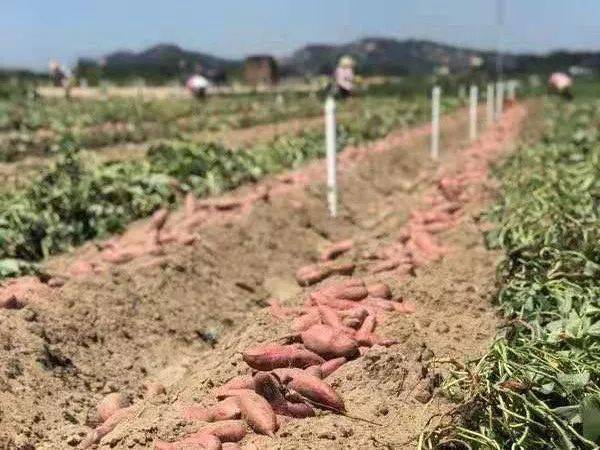 六鳌富硒地瓜