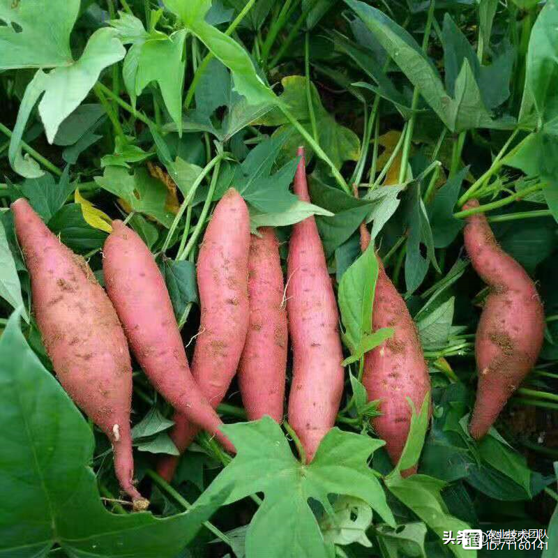 探秘中国“网红蜜薯之乡”，这样的种植环境和条件，想不走红都难