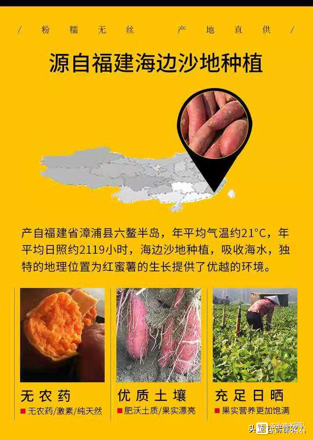 探秘中国“网红蜜薯之乡”，这样的种植环境和条件，想不走红都难