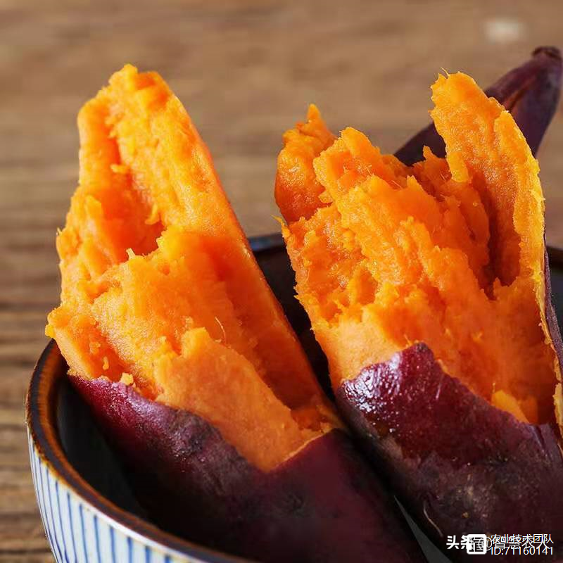 探秘中国“网红蜜薯之乡”，这样的种植环境和条件，想不走红都难