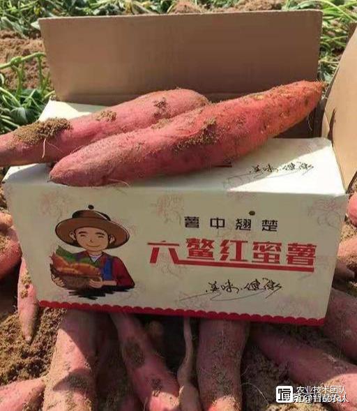 探秘中国“网红蜜薯之乡”，这样的种植环境和条件，想不走红都难