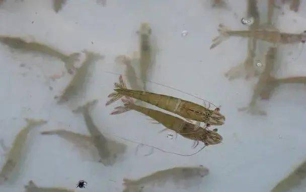 河虾补钙吗
