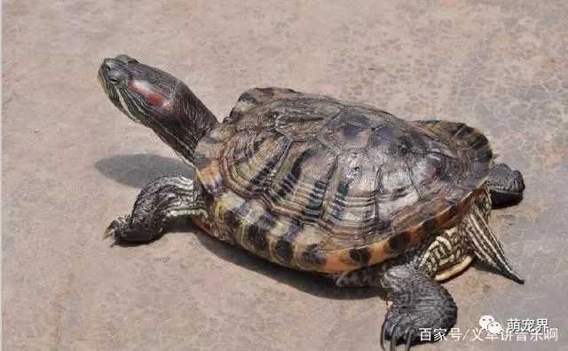 乌龟吃什么补钙