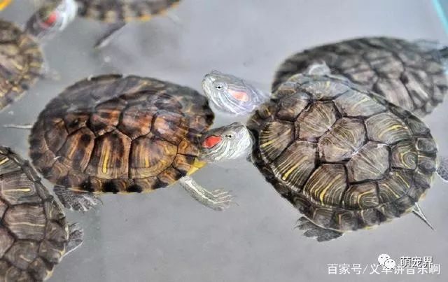 乌龟吃什么补钙