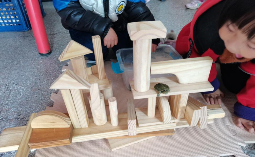 乌龟吃什么补钙
