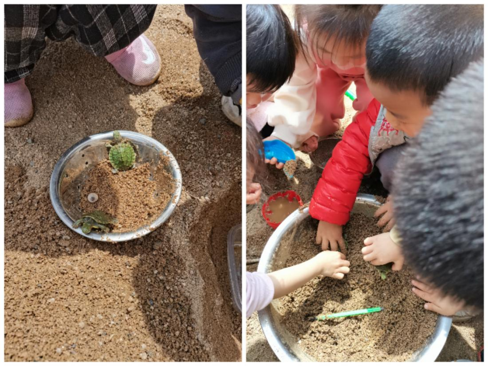 乌龟吃什么补钙