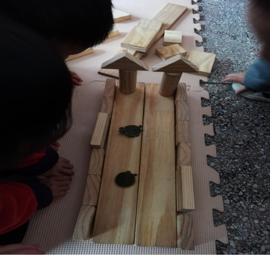 乌龟吃什么补钙