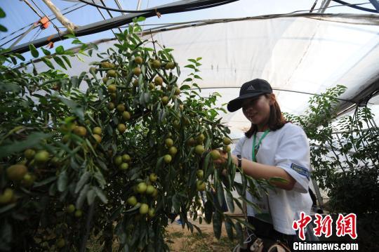 富硒面粉黑色