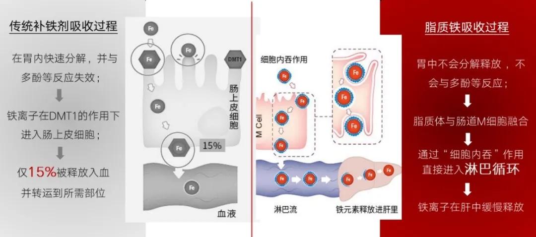 补血就是补铁吗
