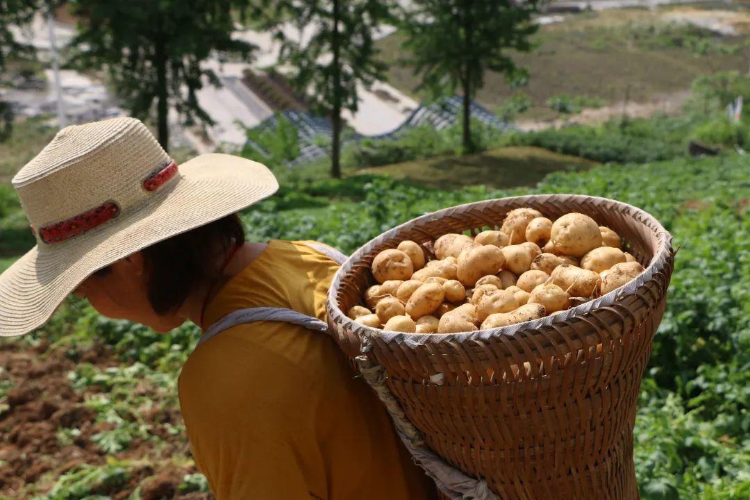 富硒蔬菜夏季