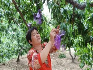 富硒蔬菜致富