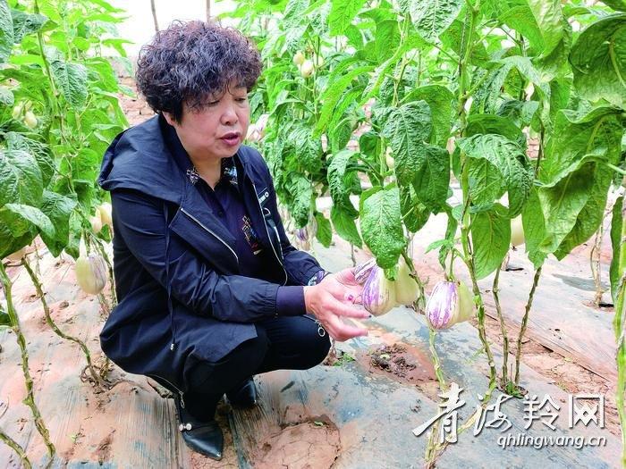 富硒蔬菜夏季