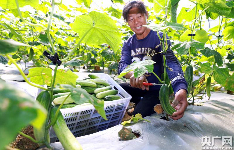 富硒蔬菜讲座