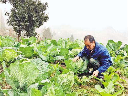 富硒蔬菜讲座
