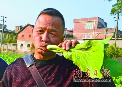 前来订购菜心的连州一酒店老板现场生吃富硒连州菜心。