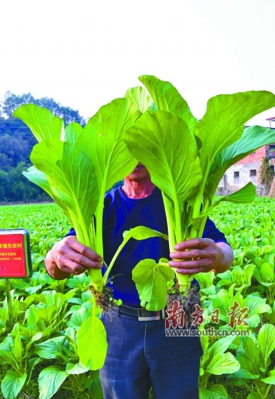通过对比，可以看到富硒菜心（右）比普通菜心（左）的植株要粗壮，根系也更发达。