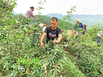 宝塔菜市价多少钱一斤