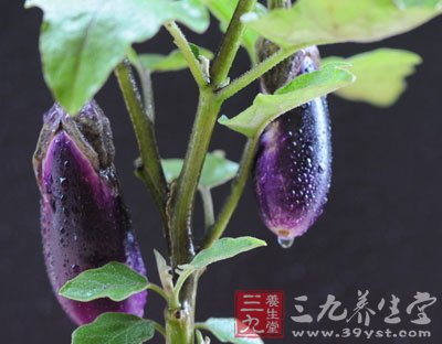 茄子补铁吗