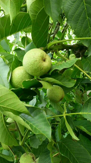 天津富硒蔬菜