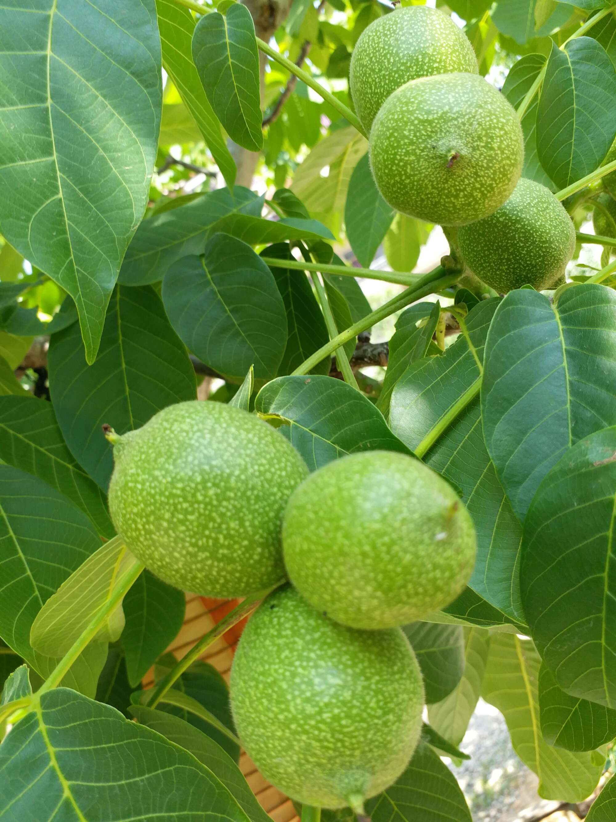 天津富硒蔬菜