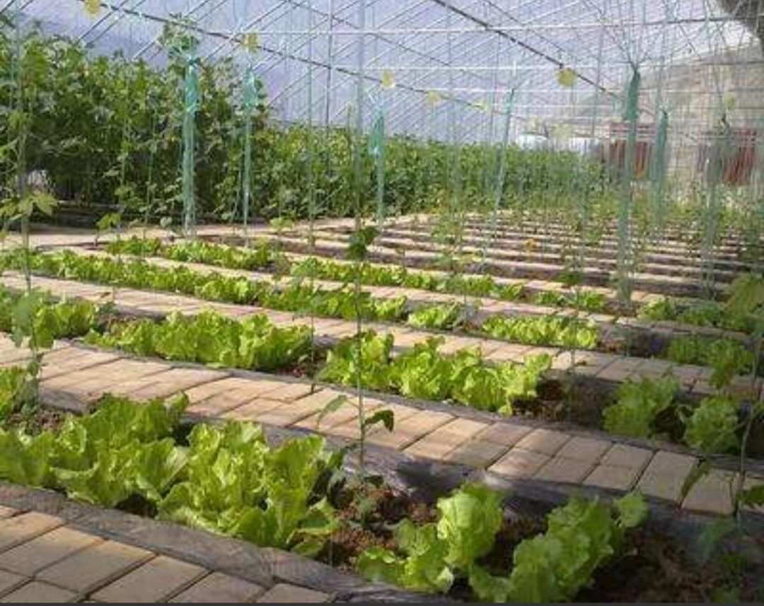 山西富硒蔬菜