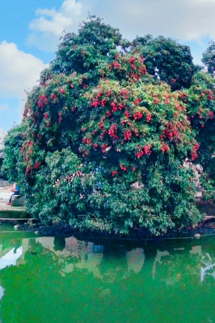 富硒蔬菜好吗