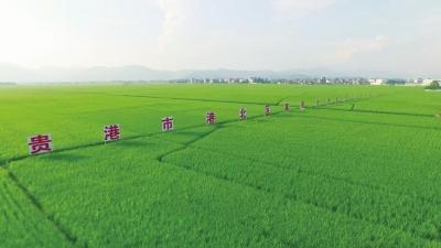 广西富硒蔬菜