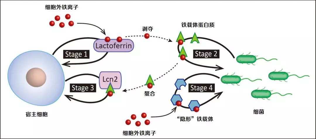 乳铁蛋白补铁吗