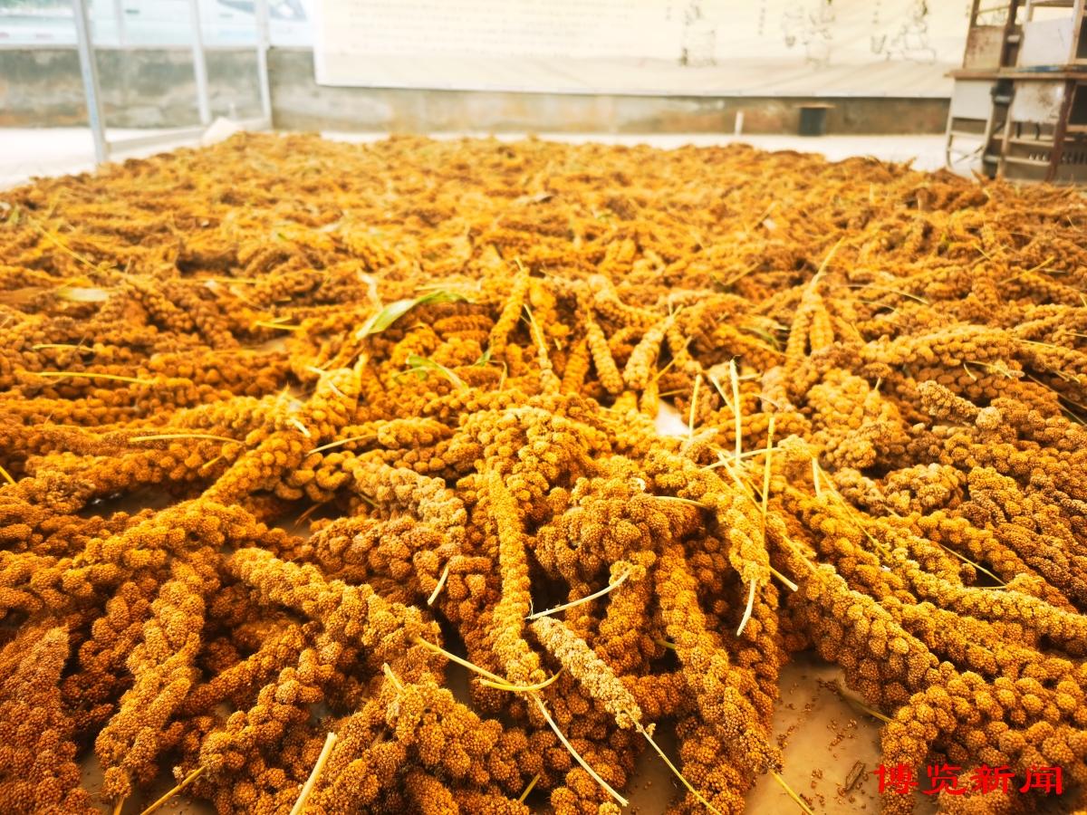 淄博富硒蔬菜