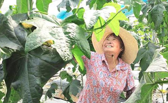 富硒水栽蔬菜
