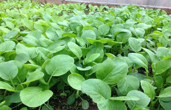 蔬菜富硒含量
