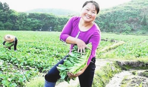 北京富硒蔬菜