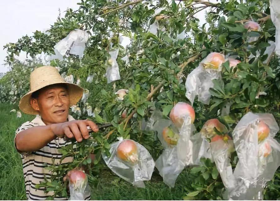 文山富硒蔬菜