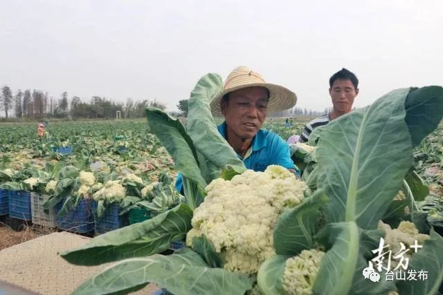 富硒蔬菜农场(富硒蔬菜价格比普通蔬菜)-硒宝网