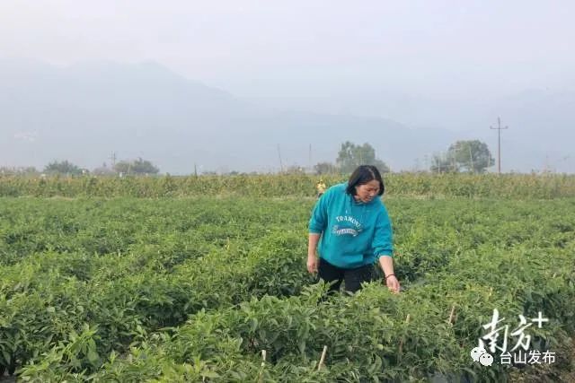 富硒蔬菜农?。ǜ晃卟思鄹癖绕胀ㄊ卟耍?硒宝网