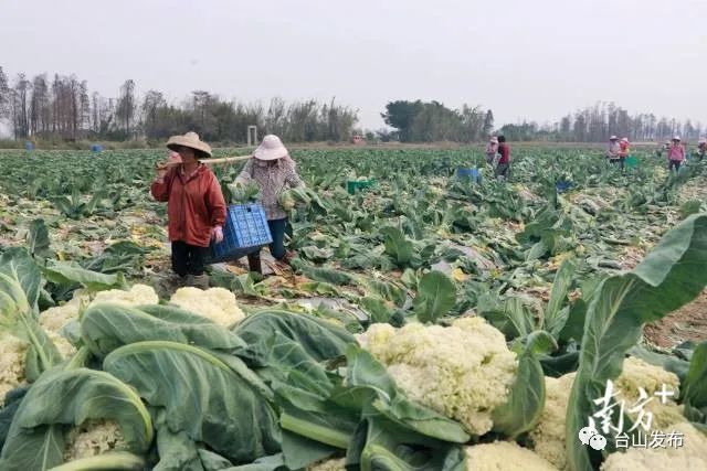 富硒蔬菜农场(富硒蔬菜价格比普通蔬菜)-硒宝网