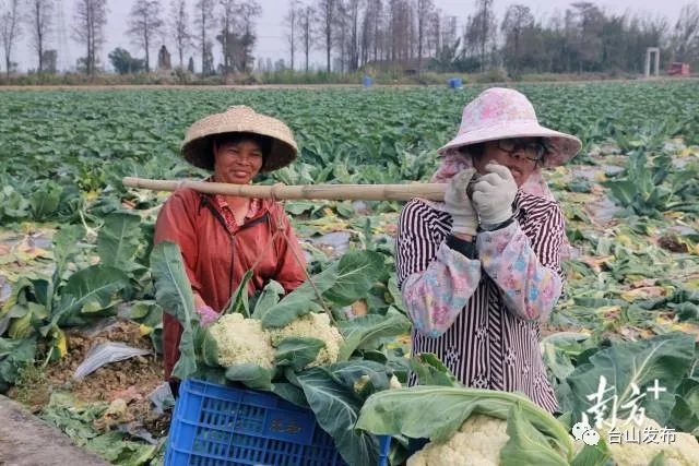 富硒蔬菜农?。ǜ晃卟思鄹癖绕胀ㄊ卟耍?硒宝网