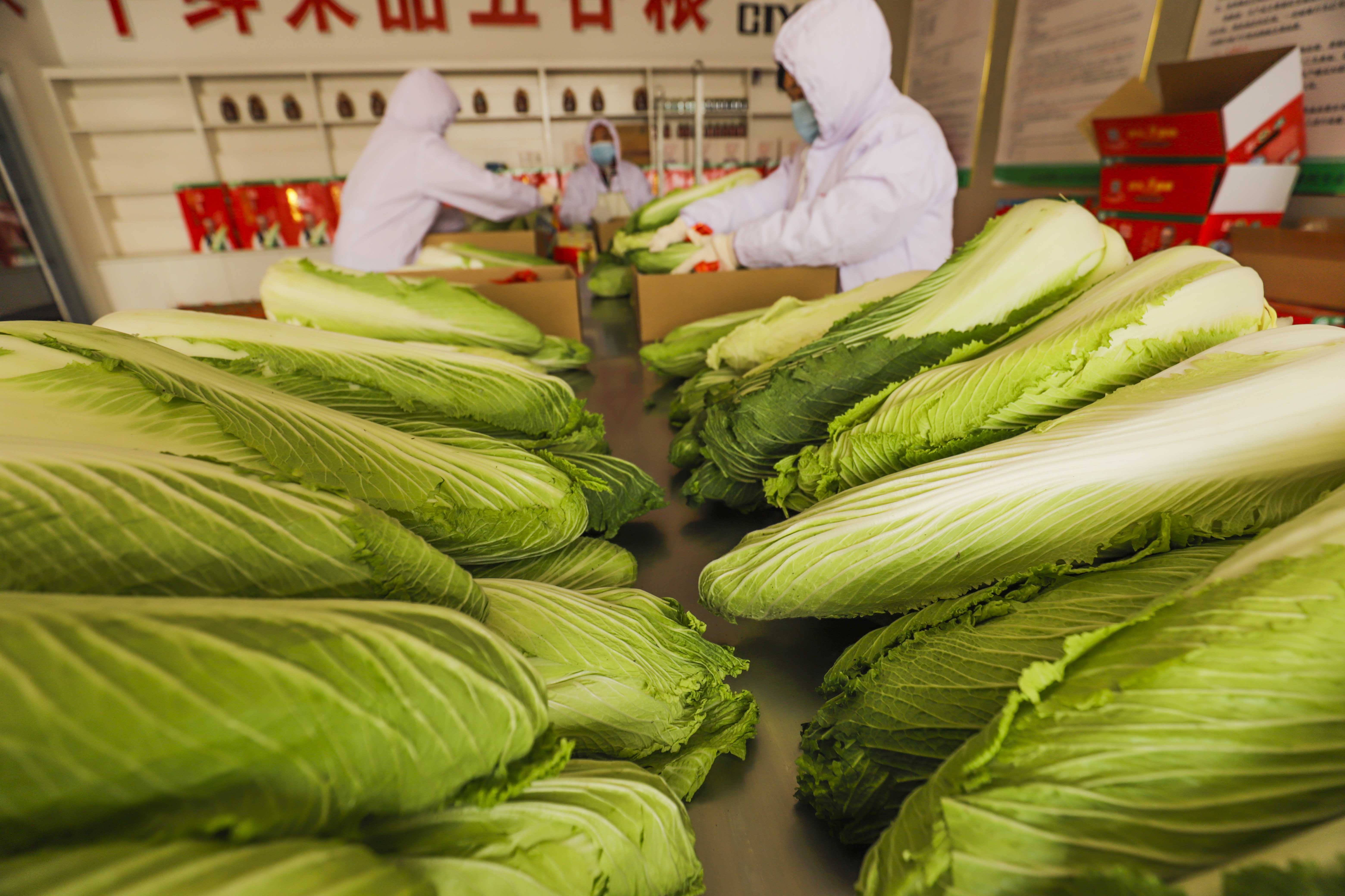 乐亭富硒蔬菜