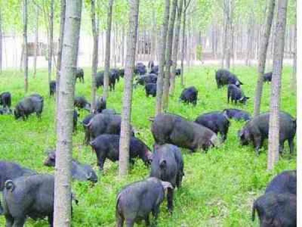 富硒蔬菜礼盒(富硒蔬菜的标准)-硒宝网