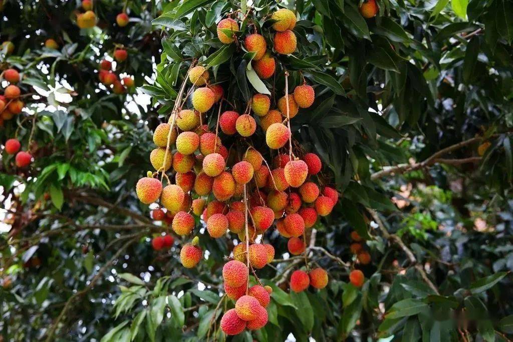 富硒蔬菜种类