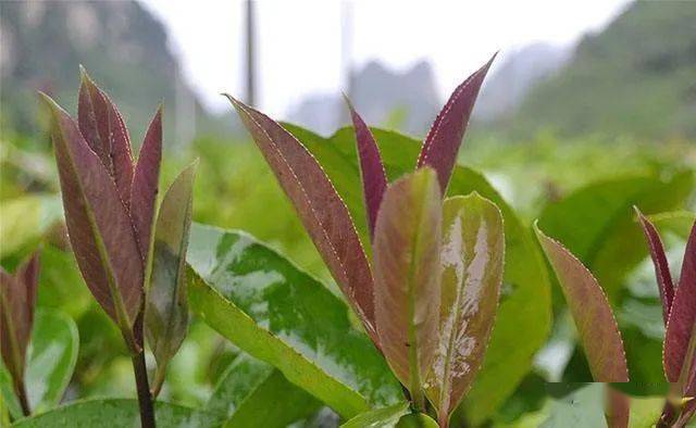 富硒蔬菜种类