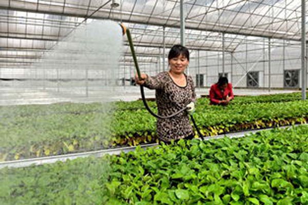 乐都富硒蔬菜
