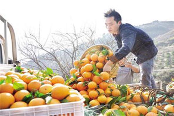 乐都富硒蔬菜