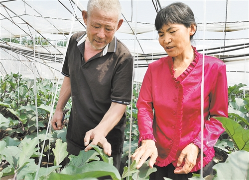 富硒蔬菜价值