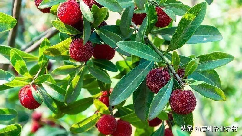 富硒爆汁蔬菜